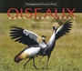 Couverture du livre Oiseaux sans frontière - LEBOEUF MICHEL - 9782894353585