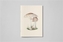 Couverture du livre Champignons - Lewis M.F. - 9782380363012