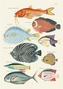 Couverture du livre Poissons, écrevisses et crabes - Renard Louis - 9782380363043